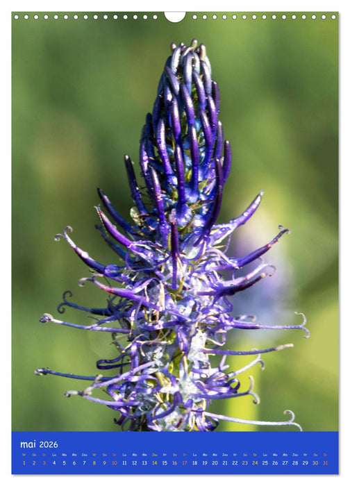 Promenade florale (CALVENDO Calendrier mensuel 2026)