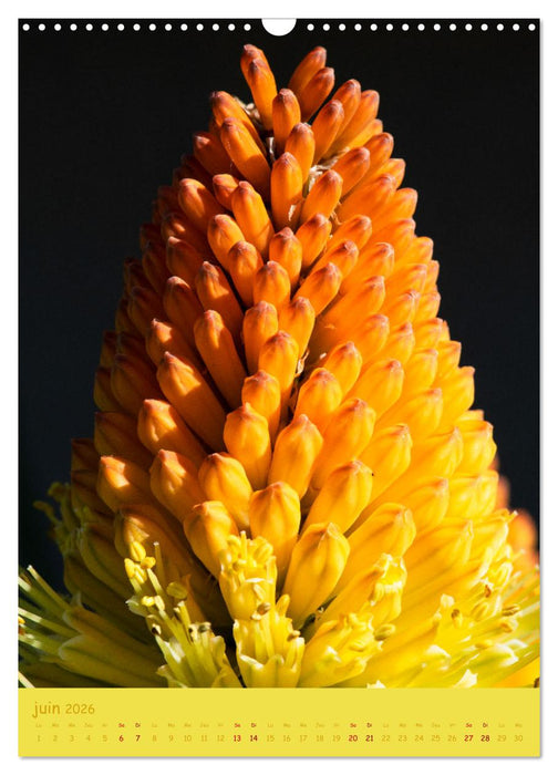 Promenade florale (CALVENDO Calendrier mensuel 2026)