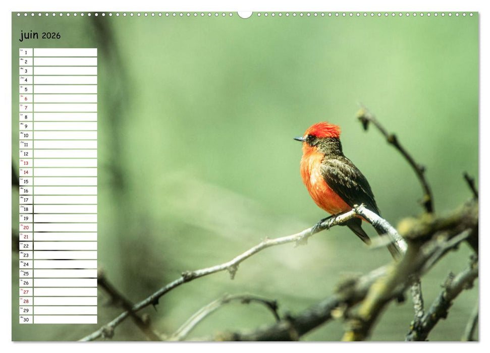 Arizona, une rencontre avec la nature (CALVENDO Calendrier supérieur 2026)