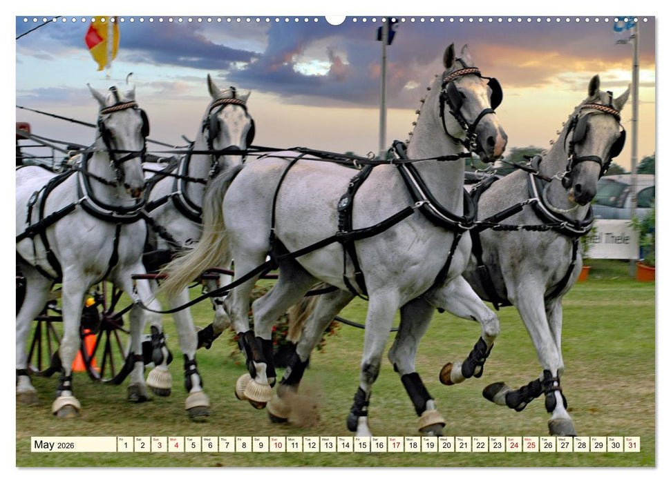 Four-in-hand Driving Challenge (CALVENDO Monthly Calendar 2026)