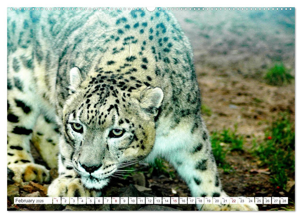 Wildlife of the Tundra (CALVENDO Premium-Calendar 2026)