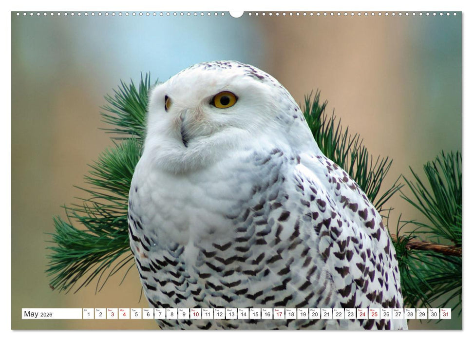 Wildlife of the Tundra (CALVENDO Premium-Calendar 2026)