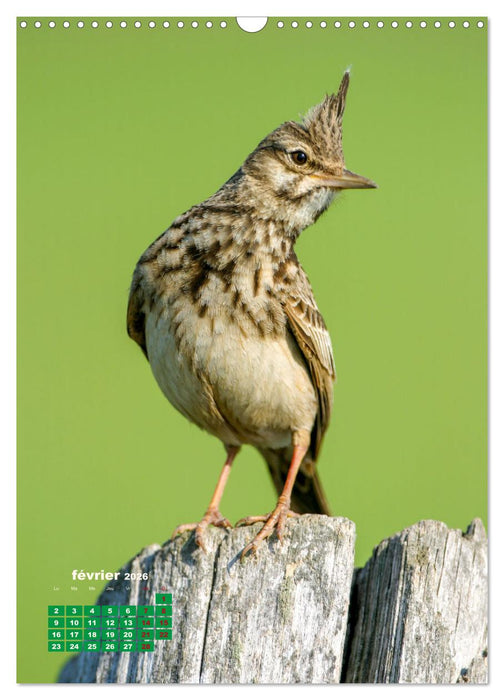 Lesbos l'île aux oiseaux (CALVENDO Calendrier mensuel 2026)