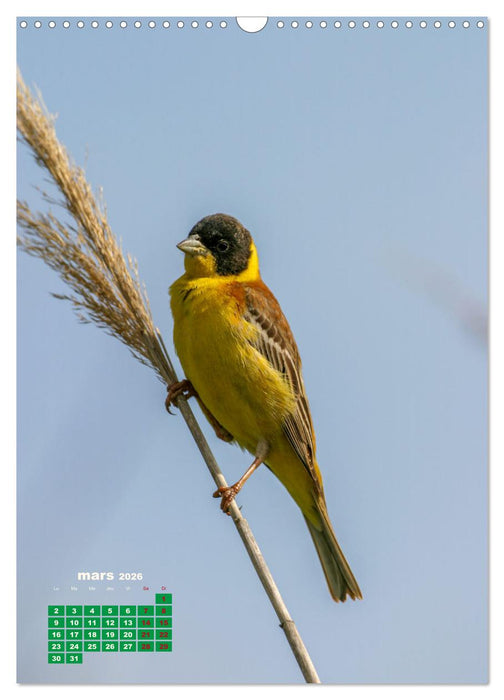 Lesbos l'île aux oiseaux (CALVENDO Calendrier mensuel 2026)