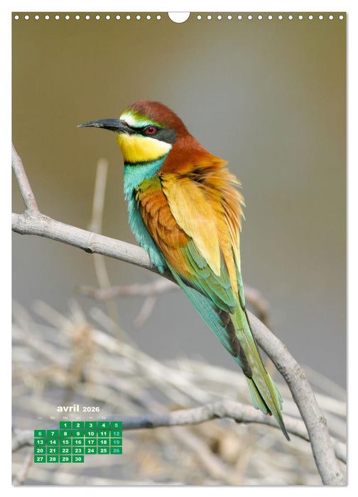 Lesbos l'île aux oiseaux (CALVENDO Calendrier mensuel 2026)