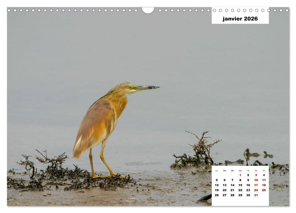 Les habitants de Lesbos Ile des cyclades (CALVENDO Calendrier mensuel 2026)