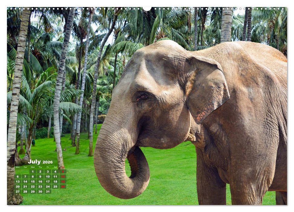 Gentle giants in the jungle (CALVENDO Premium-Calendar 2026)