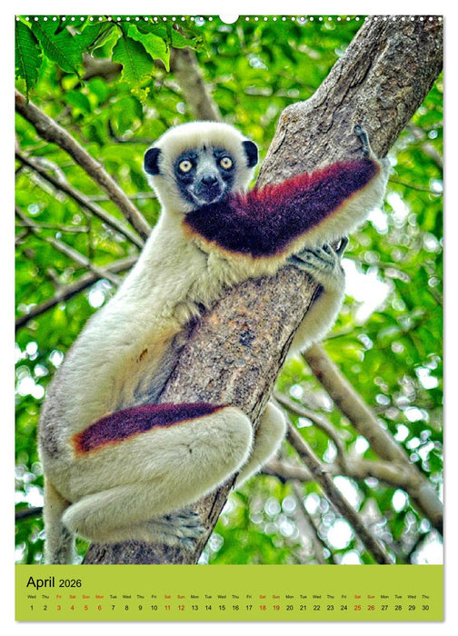 Adorable lemurs (CALVENDO Premium-Calendar 2026)