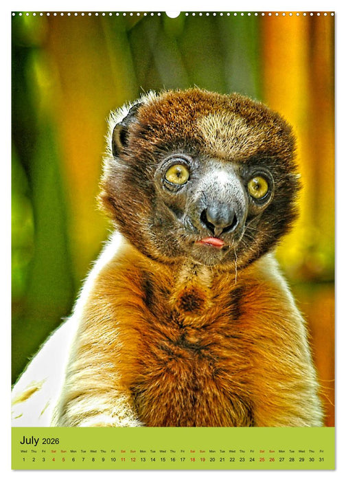 Adorable lemurs (CALVENDO Premium-Calendar 2026)