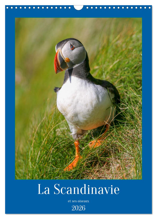 La Scandinavie et ses oiseaux (CALVENDO Calendrier mensuel 2026)
