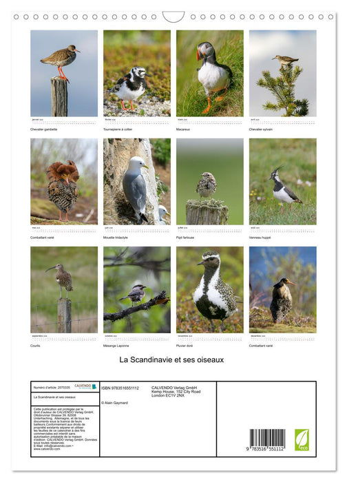 La Scandinavie et ses oiseaux (CALVENDO Calendrier mensuel 2026)