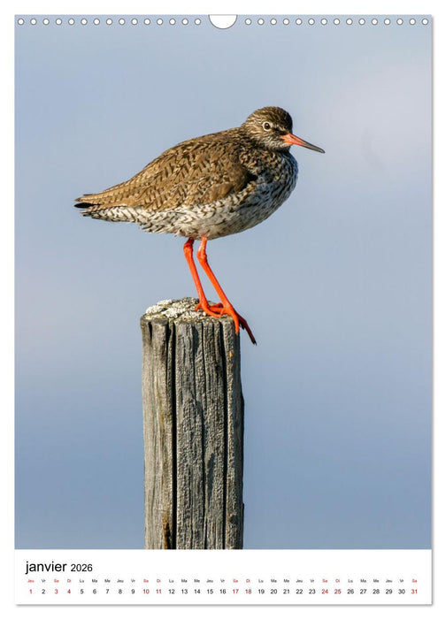 La Scandinavie et ses oiseaux (CALVENDO Calendrier mensuel 2026)