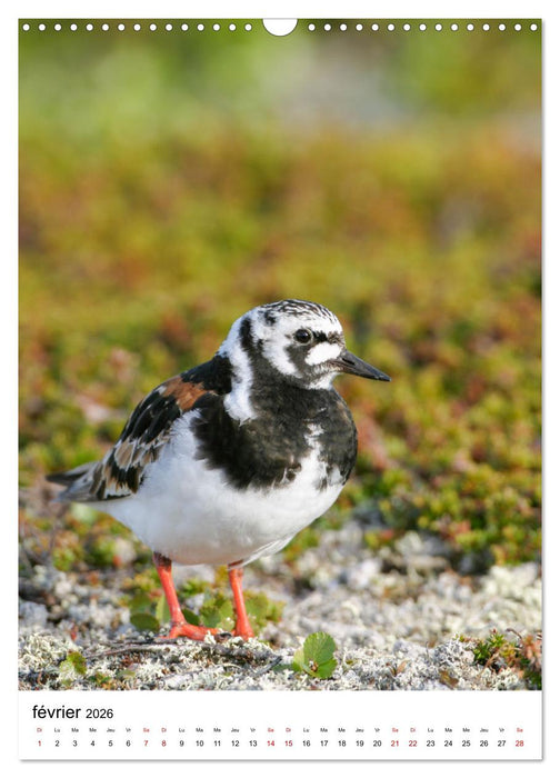 La Scandinavie et ses oiseaux (CALVENDO Calendrier mensuel 2026)