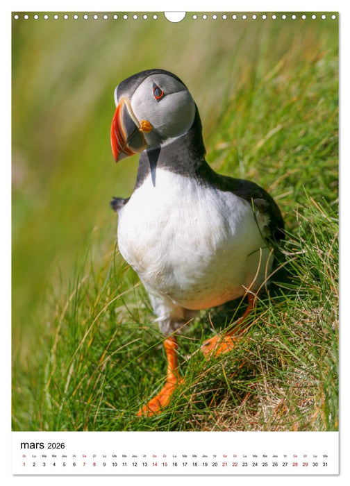 La Scandinavie et ses oiseaux (CALVENDO Calendrier mensuel 2026)