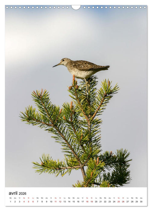 La Scandinavie et ses oiseaux (CALVENDO Calendrier mensuel 2026)