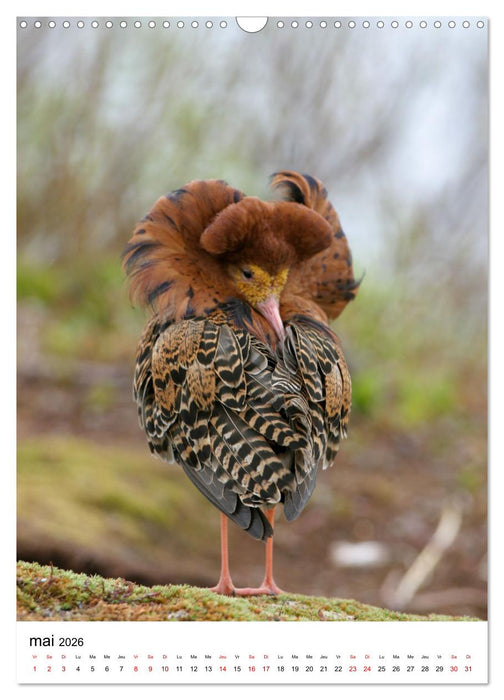 La Scandinavie et ses oiseaux (CALVENDO Calendrier mensuel 2026)