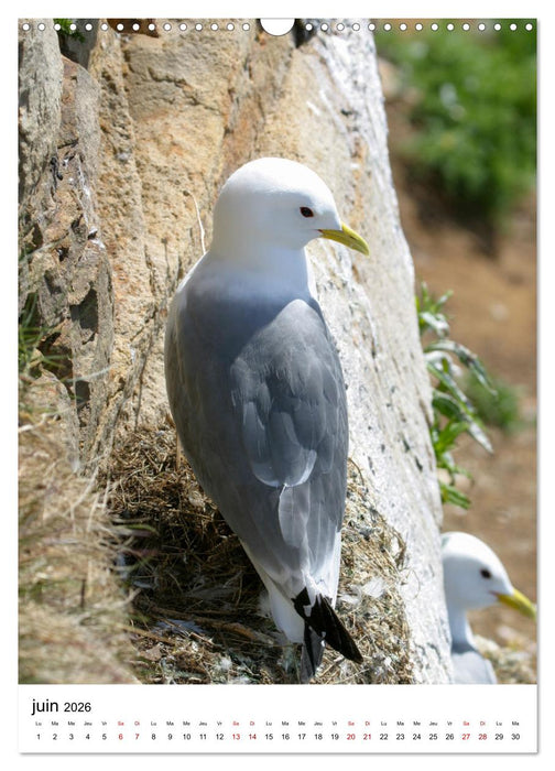 La Scandinavie et ses oiseaux (CALVENDO Calendrier mensuel 2026)
