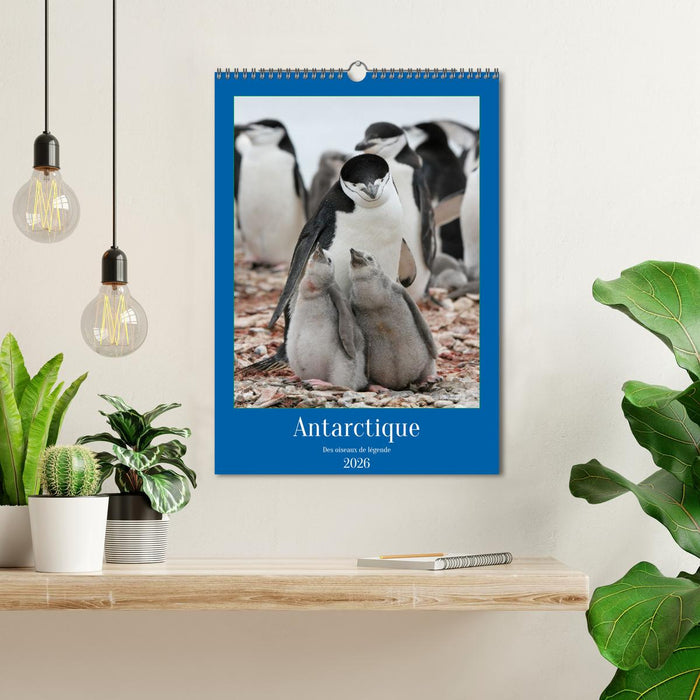 Antarctique des oiseaux de légende (CALVENDO Calendrier mensuel 2026)