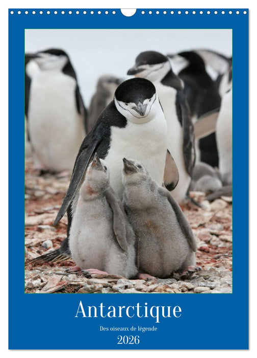 Antarctique des oiseaux de légende (CALVENDO Calendrier mensuel 2026)