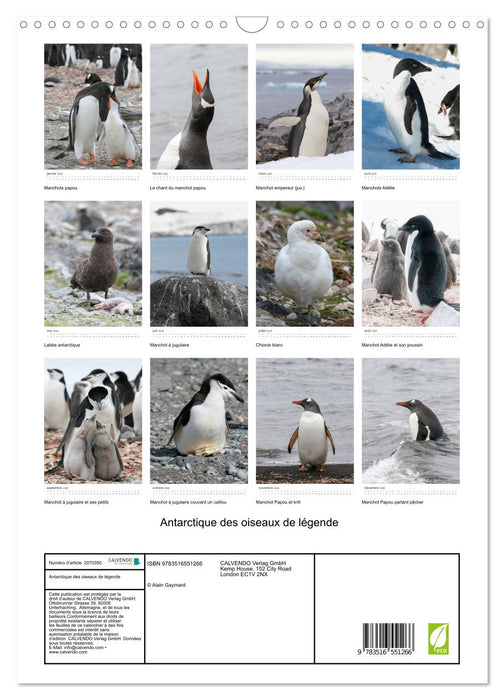 Antarctique des oiseaux de légende (CALVENDO Calendrier mensuel 2026)