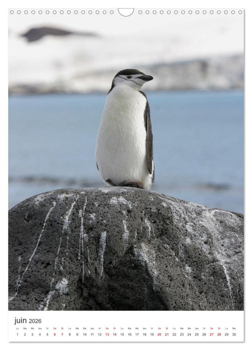 Antarctique des oiseaux de légende (CALVENDO Calendrier mensuel 2026)