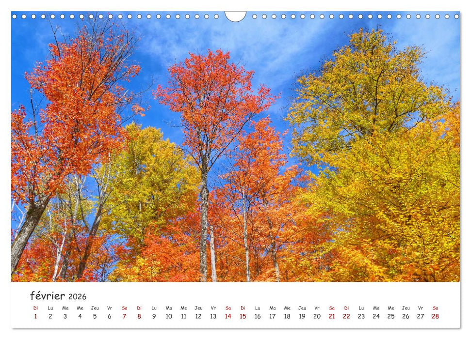 Automne haut en couleurs (CALVENDO Calendrier mensuel 2026)