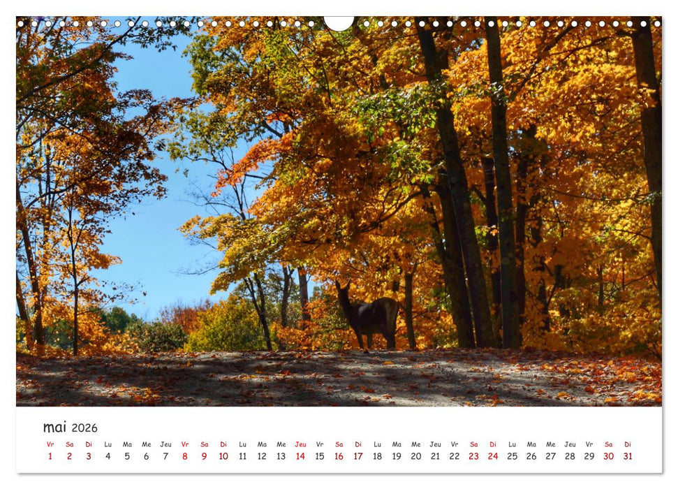 Automne haut en couleurs (CALVENDO Calendrier mensuel 2026)