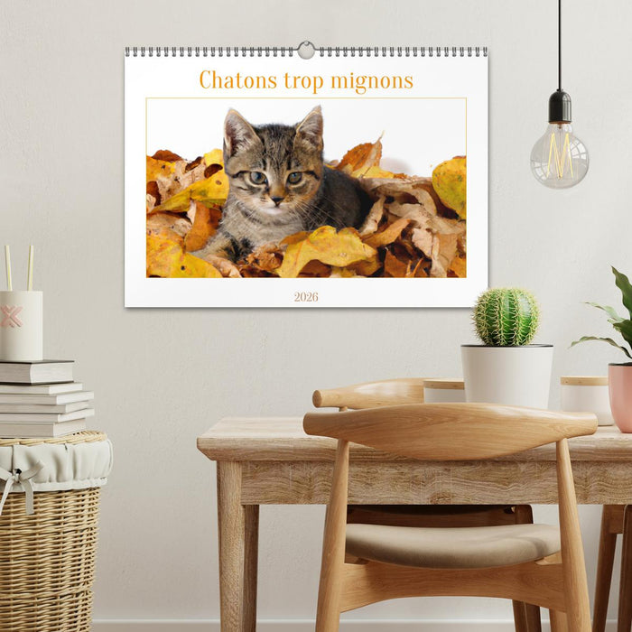 Chatons trop mignons (CALVENDO Calendrier mensuel 2026)