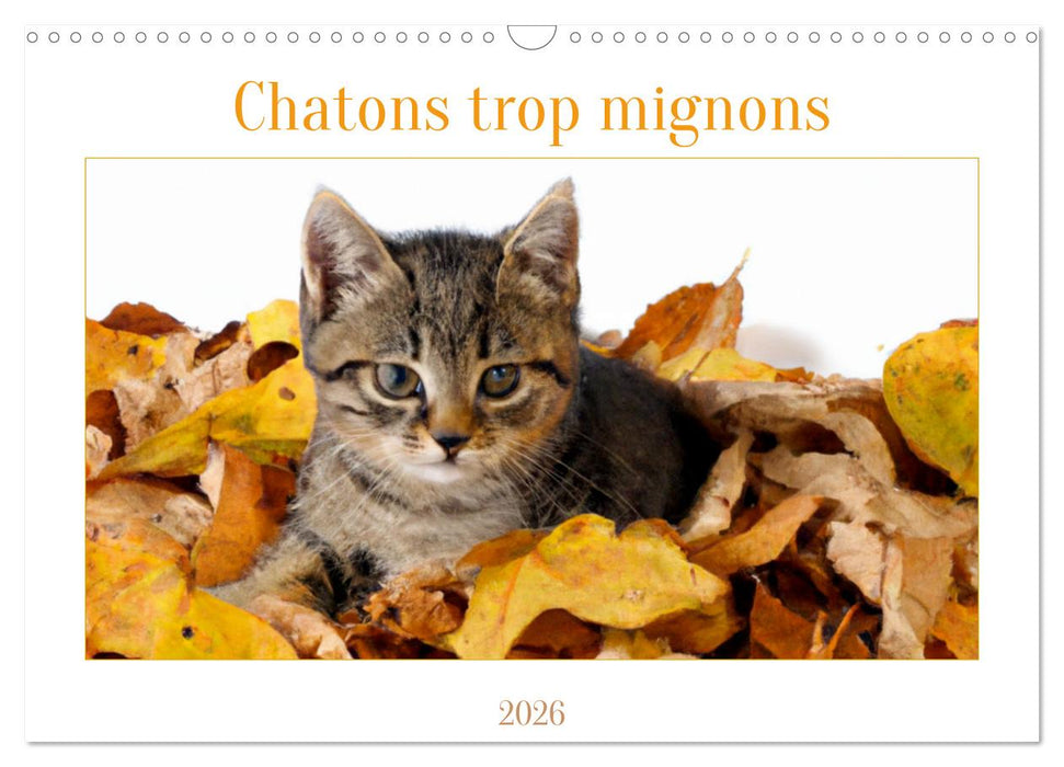 Chatons trop mignons (CALVENDO Calendrier mensuel 2026)