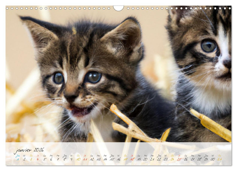 Chatons trop mignons (CALVENDO Calendrier mensuel 2026)