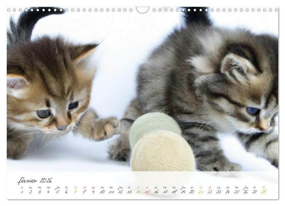 Chatons trop mignons (CALVENDO Calendrier mensuel 2026)