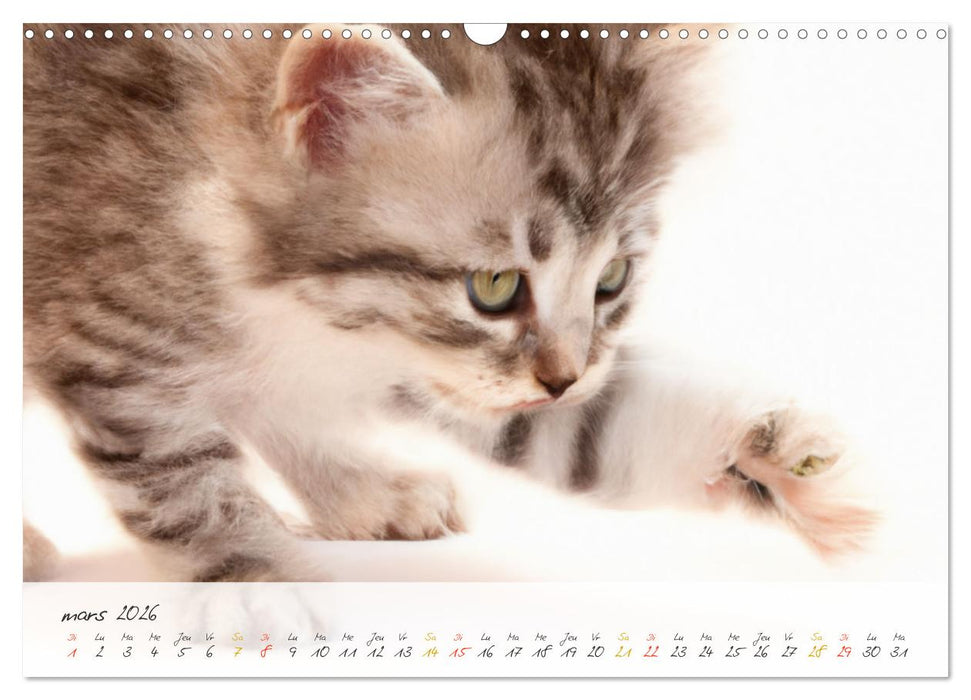 Chatons trop mignons (CALVENDO Calendrier mensuel 2026)