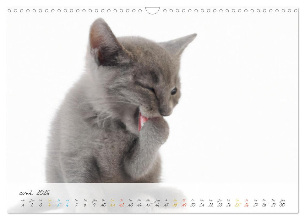 Chatons trop mignons (CALVENDO Calendrier mensuel 2026)