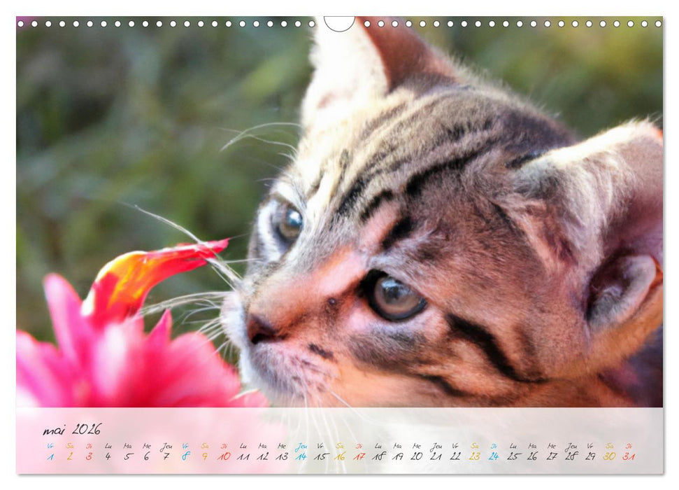 Chatons trop mignons (CALVENDO Calendrier mensuel 2026)