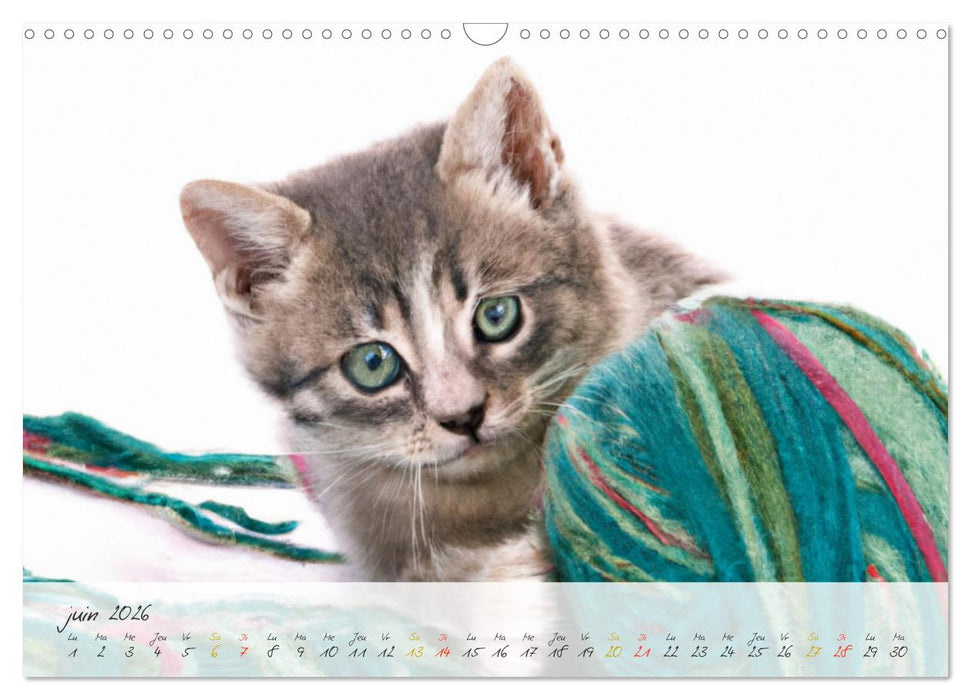 Chatons trop mignons (CALVENDO Calendrier mensuel 2026)
