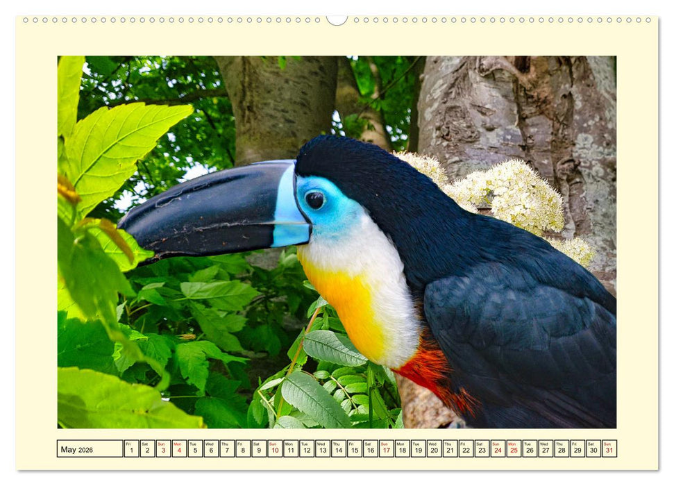 Toucans - clowns of the jungle (CALVENDO Premium-Calendar 2026)