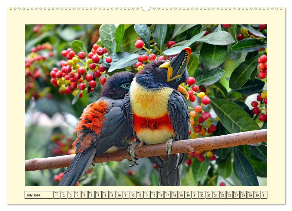 Toucans - clowns of the jungle (CALVENDO Premium-Calendar 2026)
