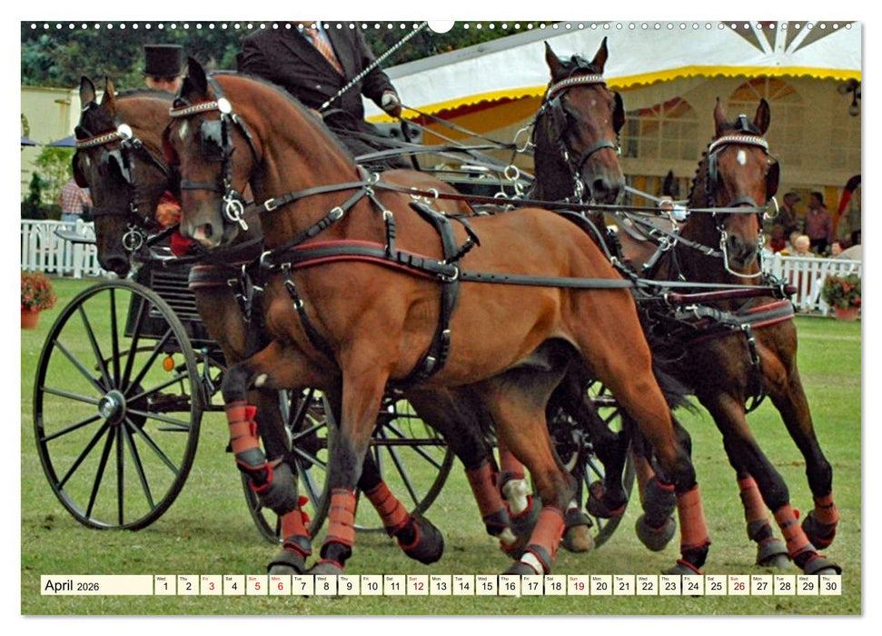 Four-in-hand Driving Challenge (CALVENDO Premium-Calendar 2026)