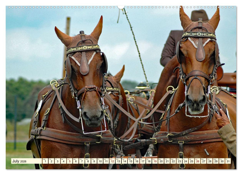 Four-in-hand Driving Challenge (CALVENDO Premium-Calendar 2026)