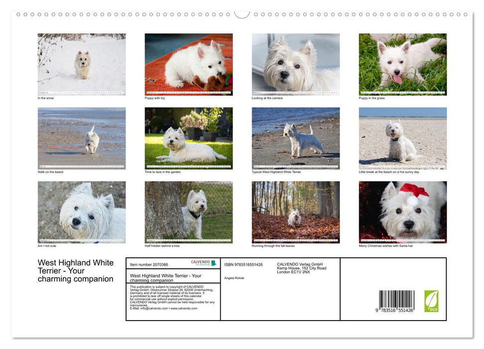 West Highland White Terrier - Your charming companion (CALVENDO Premium-Calendar 2026)