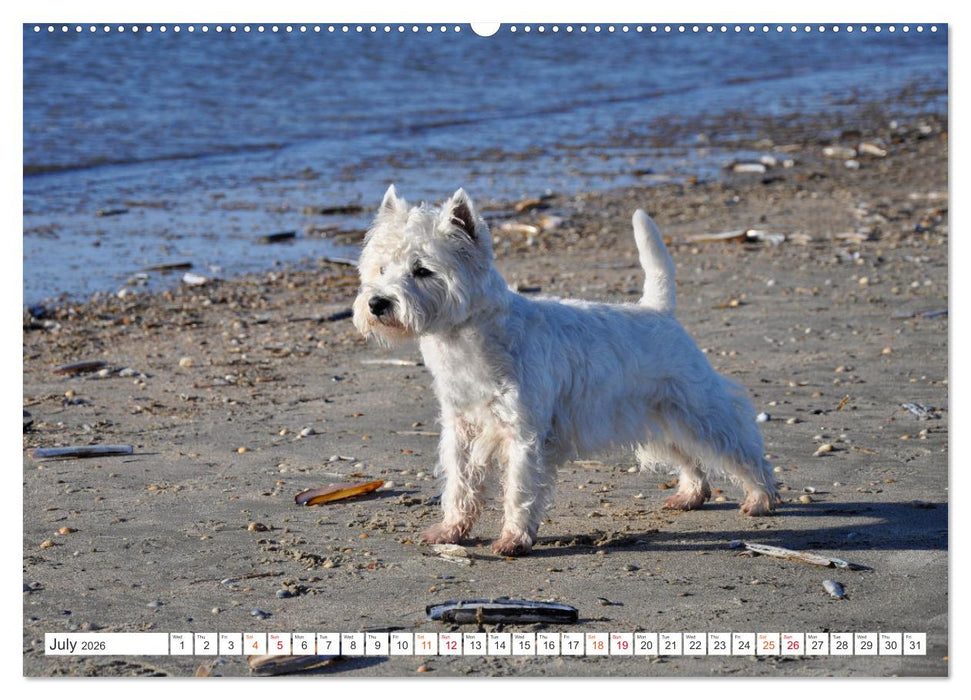 West Highland White Terrier - Your charming companion (CALVENDO Premium-Calendar 2026)