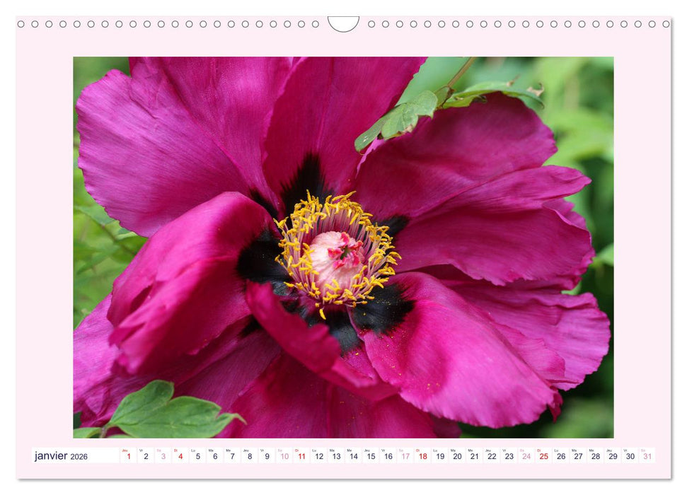 Pivoines - Roses sans épines (CALVENDO Calendrier mensuel 2026)