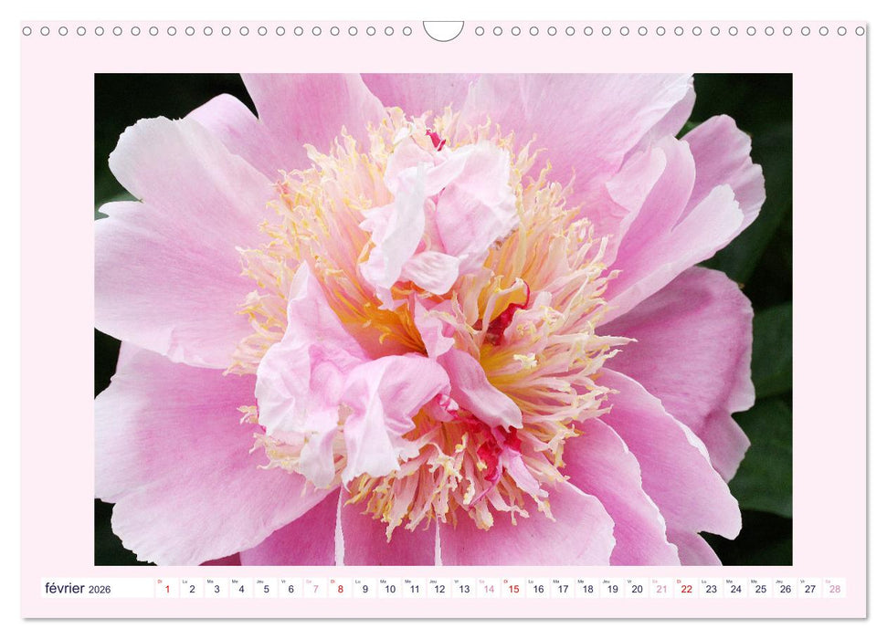 Pivoines - Roses sans épines (CALVENDO Calendrier mensuel 2026)