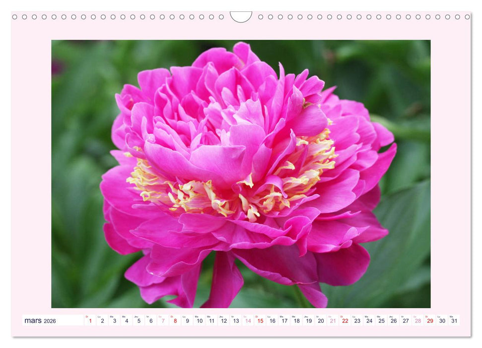 Pivoines - Roses sans épines (CALVENDO Calendrier mensuel 2026)