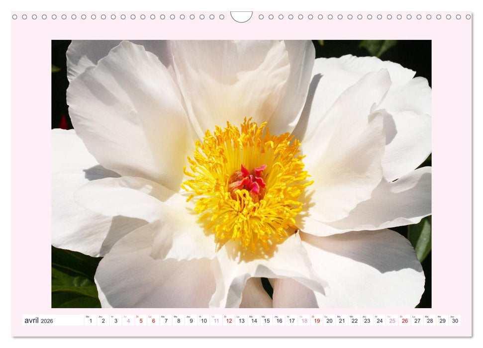 Pivoines - Roses sans épines (CALVENDO Calendrier mensuel 2026)