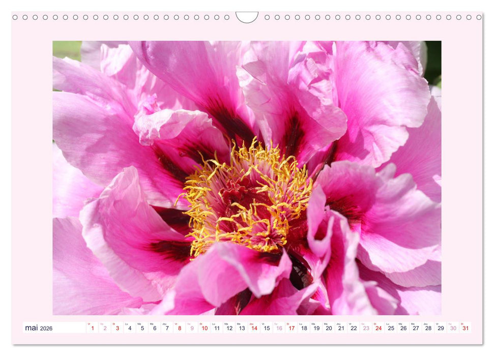 Pivoines - Roses sans épines (CALVENDO Calendrier mensuel 2026)
