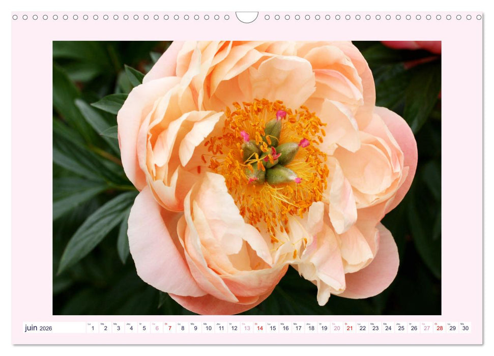 Pivoines - Roses sans épines (CALVENDO Calendrier mensuel 2026)
