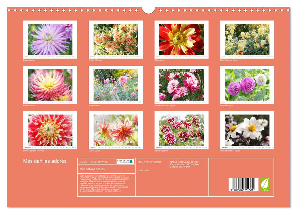 Mes dahlias adorés (CALVENDO Calendrier mensuel 2026)