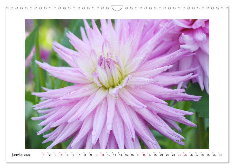 Mes dahlias adorés (CALVENDO Calendrier mensuel 2026)