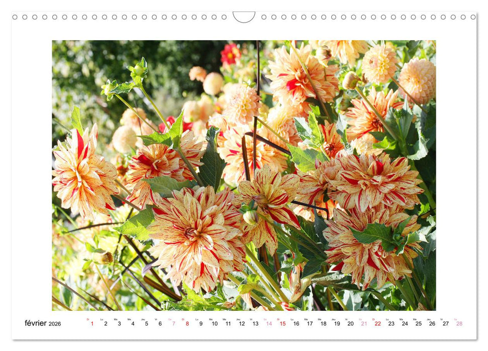 Mes dahlias adorés (CALVENDO Calendrier mensuel 2026)